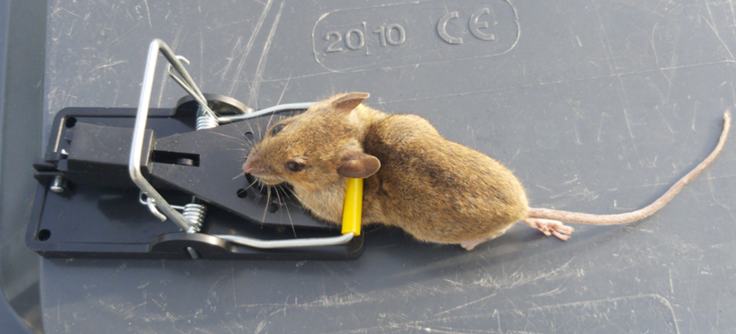 Muizen bestrijden | Bestrijding Service Friesland